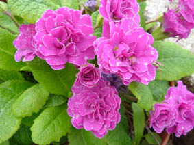 Primula 'Easter Bonnet'